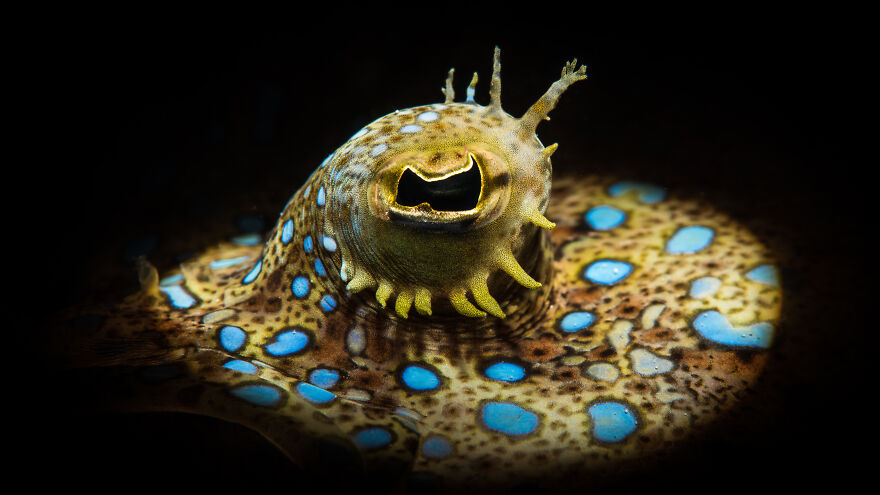 5th Place In Macro Category: "The Eye" By Guillermo Viveros