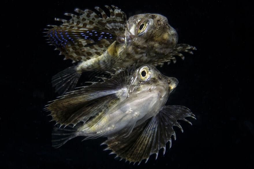 2nd Place In Blackwater: "Mirror" By Peter Pogany