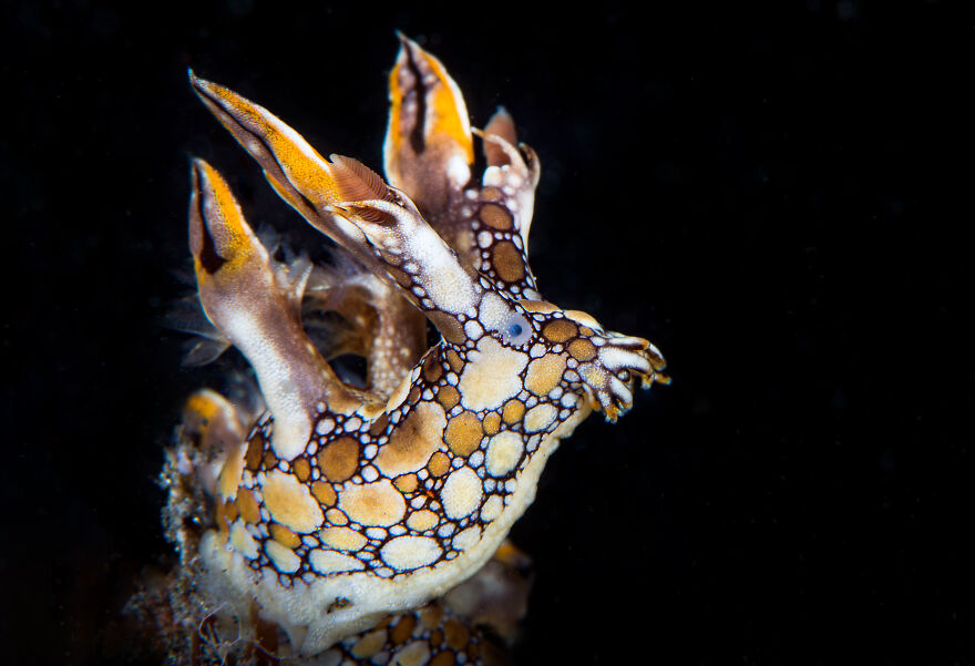 Honorable Mention In Nudibranchs: "Ms Elegant" By Cédric Péneau