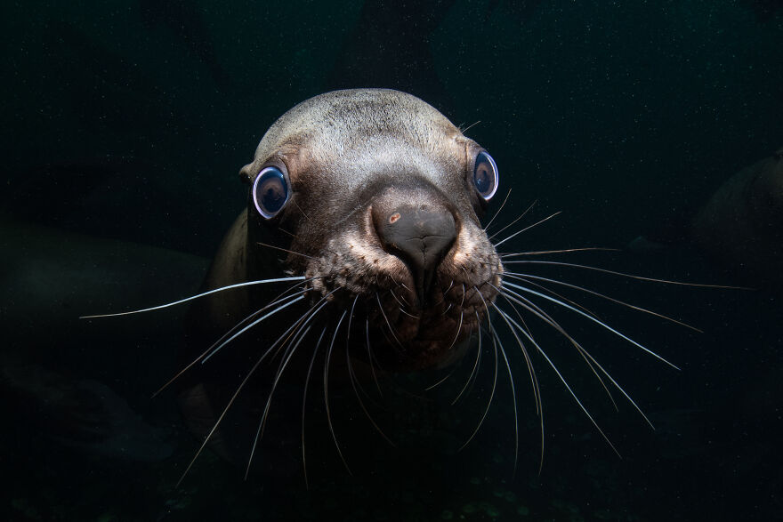 Honorable Mention In Portrait: "Belle" By Celia Kujala