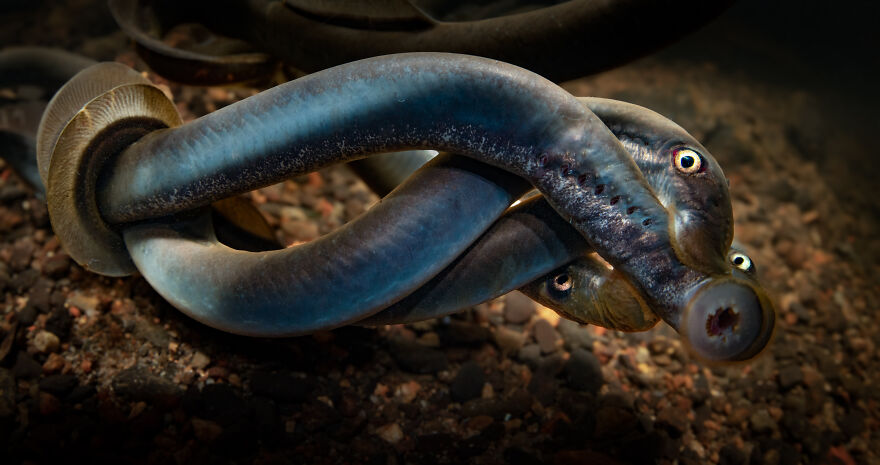 3rd Place In Coldwater: "Group Hug" By Johan Sundelin