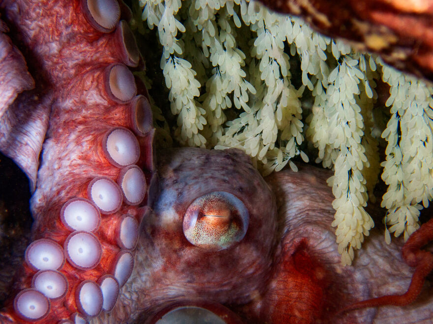 1st Place In Compact Behavior: "Stay-At-Home Mom" By Derek Singer