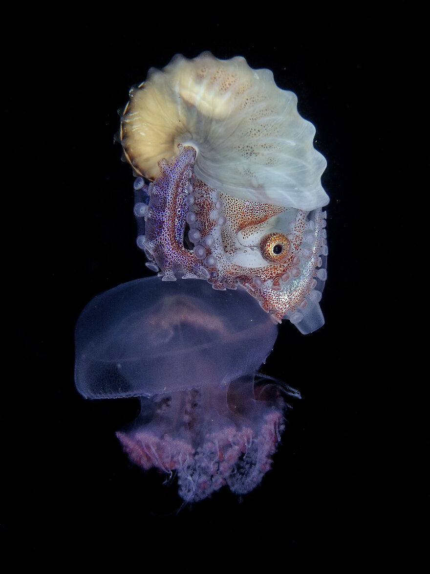 3rd Place In Compact Macro: "Riding" By Regie Casia