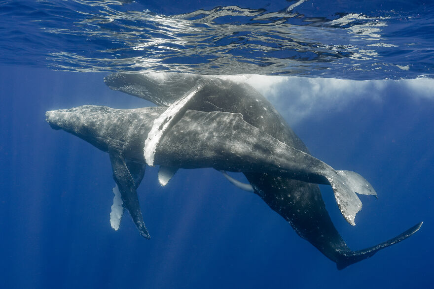 Honorable Mention In Marine Life Behavior: "Dominance" By Brandi Romano