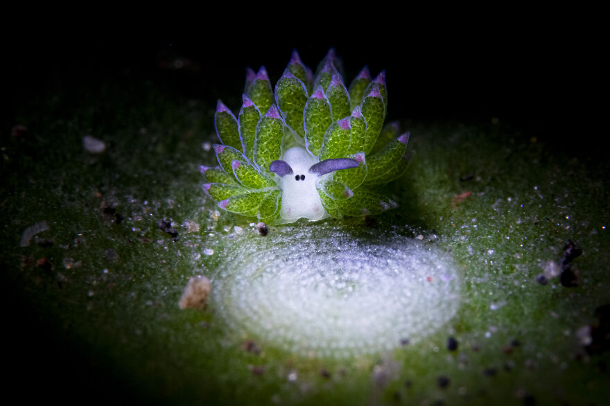 2nd Place In Nudibranchs: "Cutie Guardian" By Yen-Po Huang