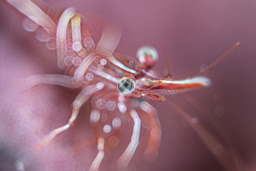 4th Place In Macro Category: "Eye" By Lilian Koh