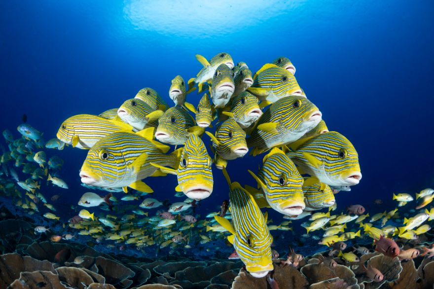 4th Place In Wide-Angle Category: "Face To Face" By Giancarlo Mazarese