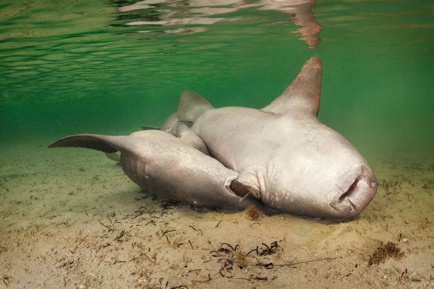 3rd Place In Marine Life Behavior: "Rough Love" By Kat Zhou