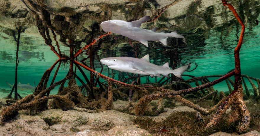 Honorable Mention In Portrait: "Baby Shark" By Kat Zhou