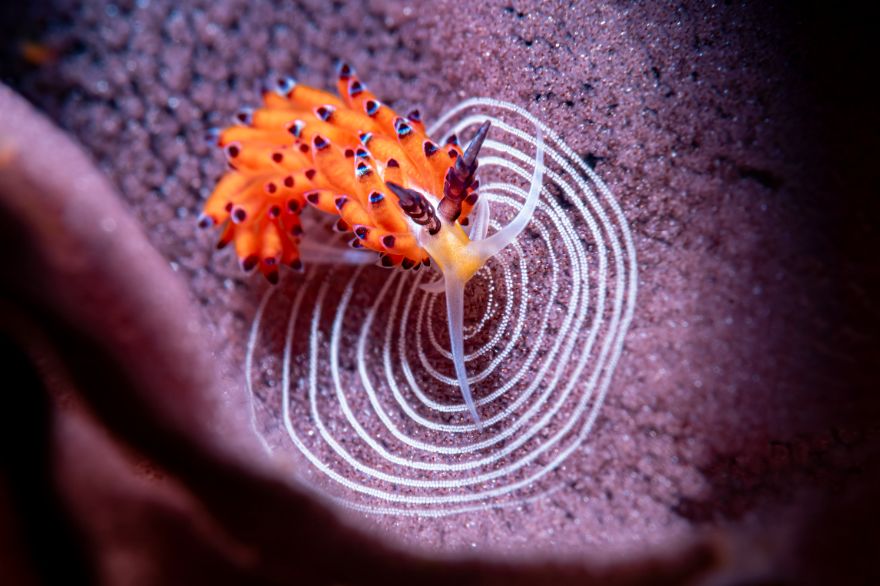 Honorable Mention In In Compact Behavior: "Circle Of Life" By Andrea Michelutti