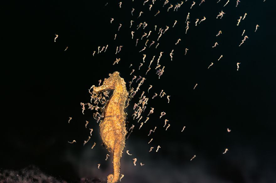 Honorable Mention In Marine Life Behavior: "Giving Birth" By Todd Aki