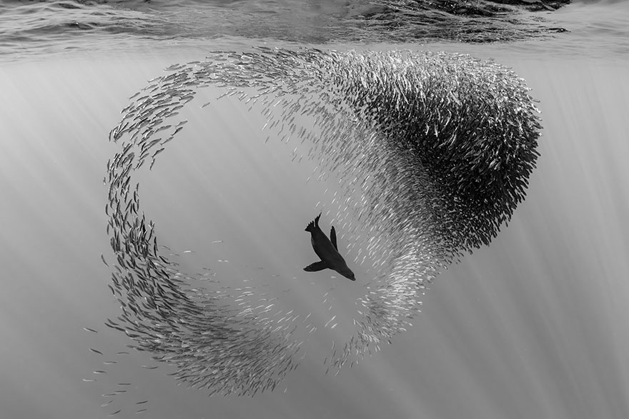 1st Place In Black & White: "Sealion Playing In Sardine Ball" By Joergen Rasmussen