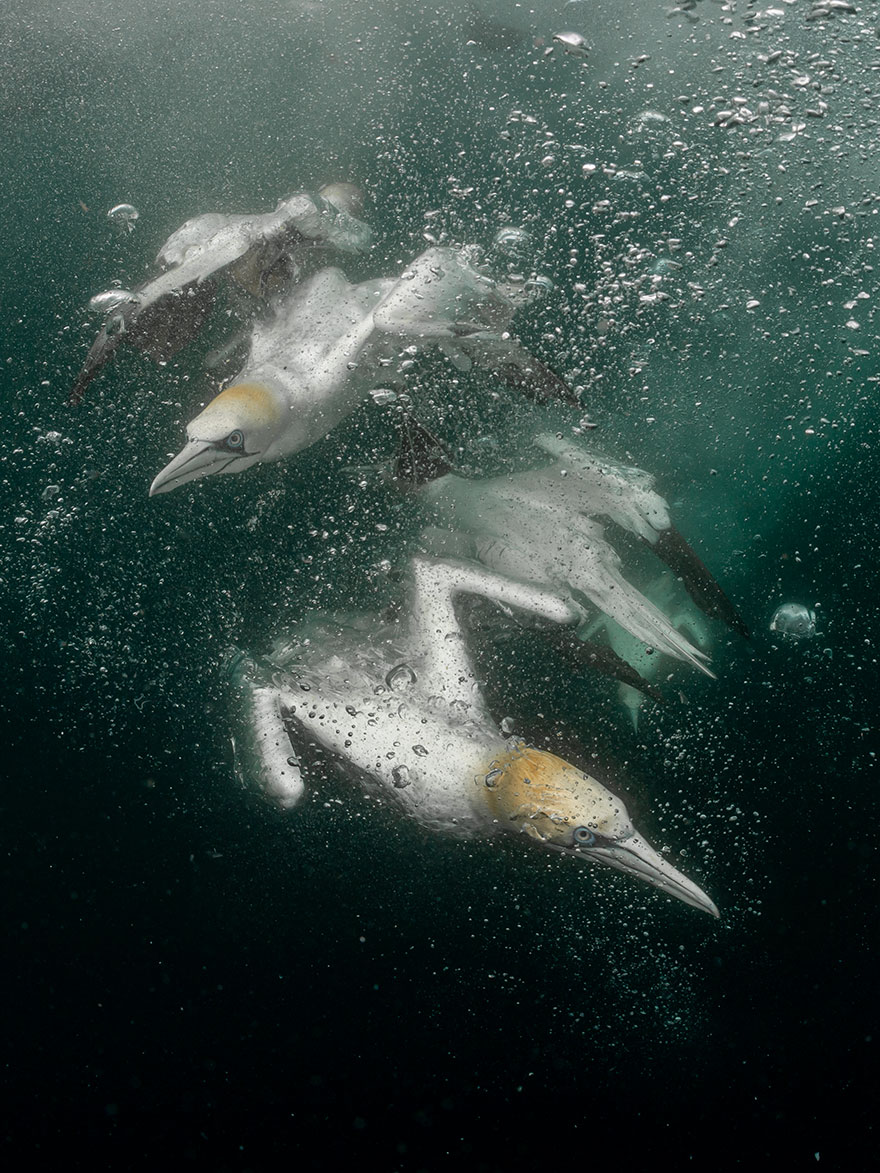 Honorable Mention In Coldwater: "Fighting" By Mayumi Takeuchi-Ebbins