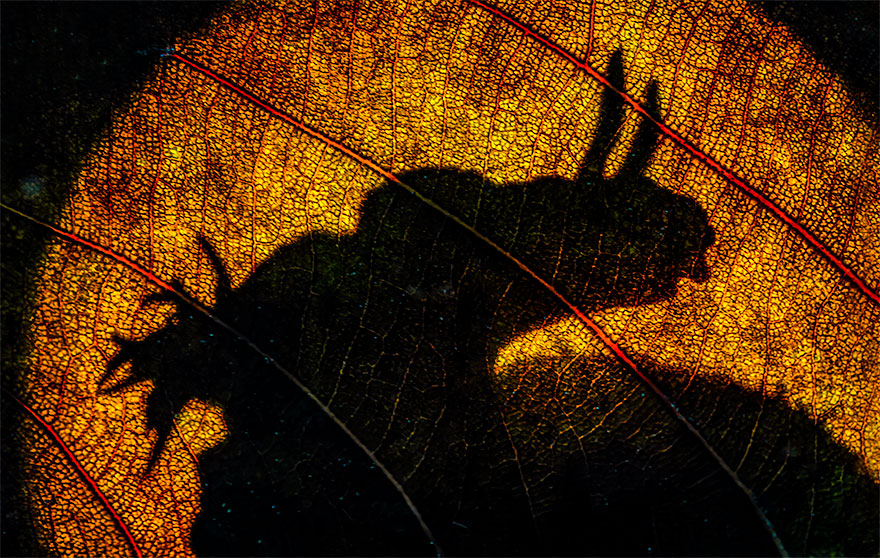 3rd Place In Nudibranchs: "Spotlight Nudibranch" By Jenny Stock