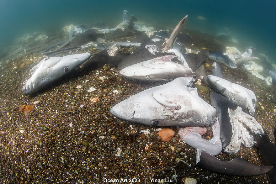 2nd Place In Underwater Conservation: "Massacre" By Yinan Liu