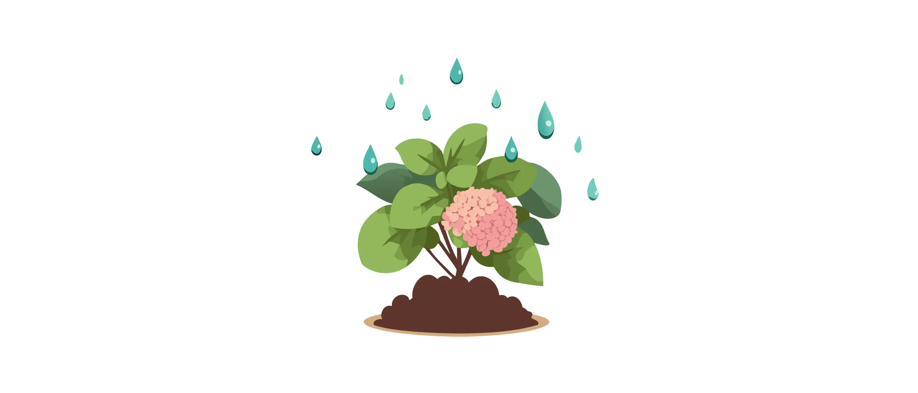 Vanilla Strawberry Hydrangea plant being watered with green leaves and a blooming pink flower in soil.
