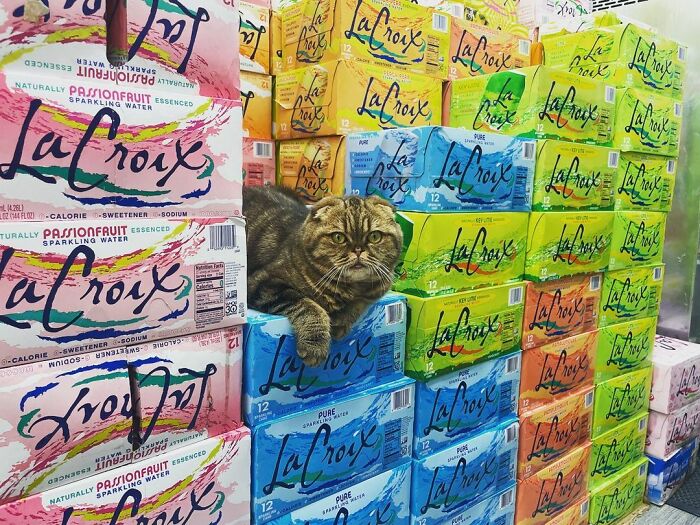 What Is A Bodega Cat? (10 Pics)