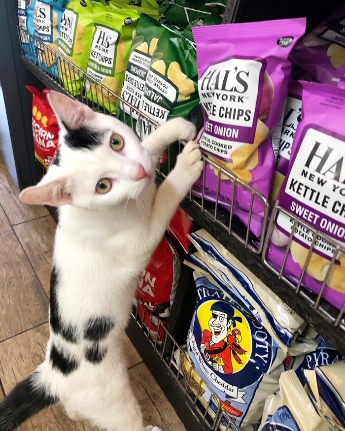 What Is A Bodega Cat? (10 Pics)