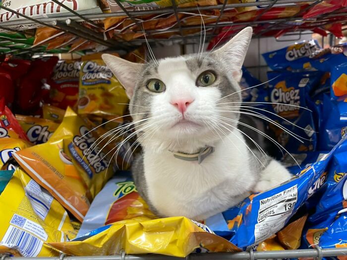 What Is A Bodega Cat? (10 Pics)