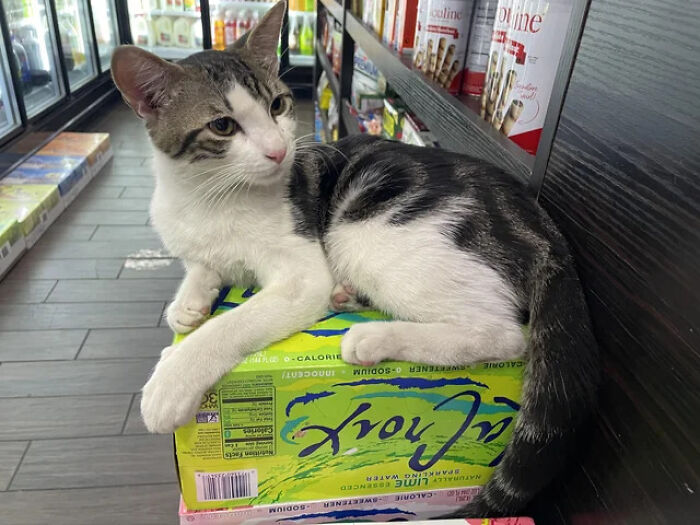 What Is A Bodega Cat? (10 Pics)