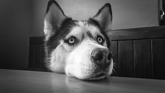 Alaskan Husky resting its head on a wooden table, displaying distinctive eyes and ears.