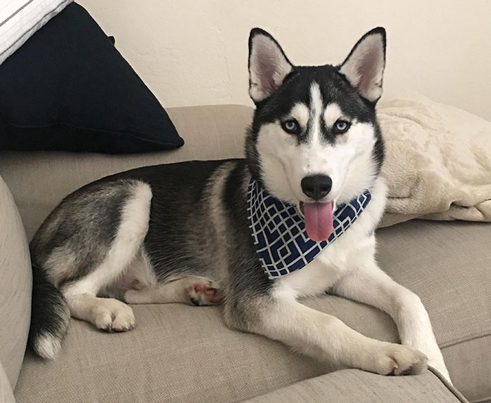 Alaskan Husky relaxing on a couch, wearing a blue patterned bandana, showcasing its striking appearance and features.