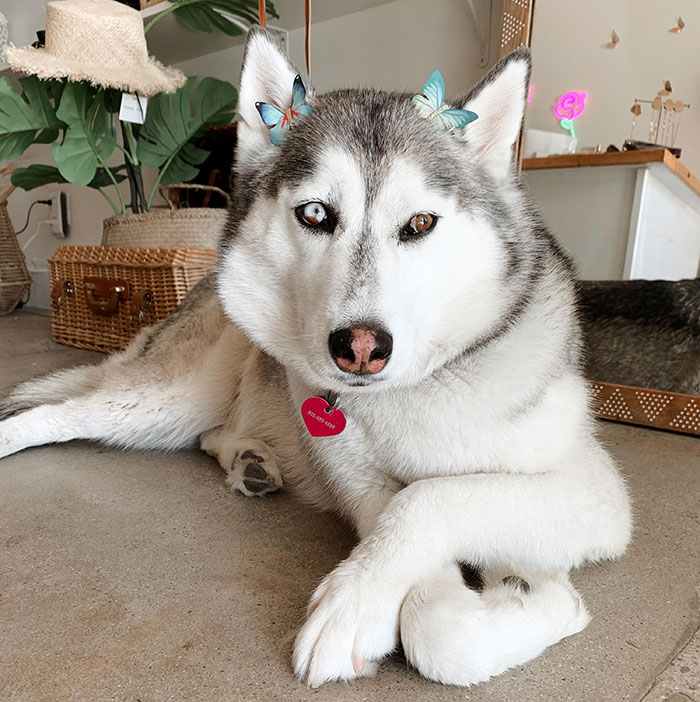 Alaskan Husky with one blue and one brown eye, lying indoors with butterfly decorations on ears.