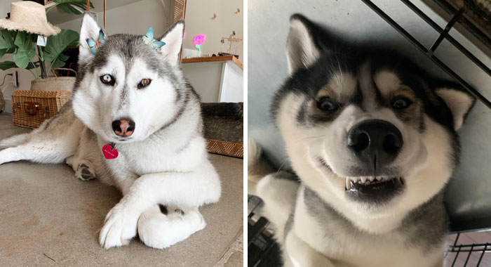 Alaskan Husky Dog Breed Information, Care, and Characteristics