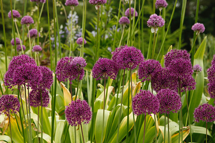 Beautiful Purple Allium Hollandicum flowers Beautiful Purple Allium Hollandicum flowers