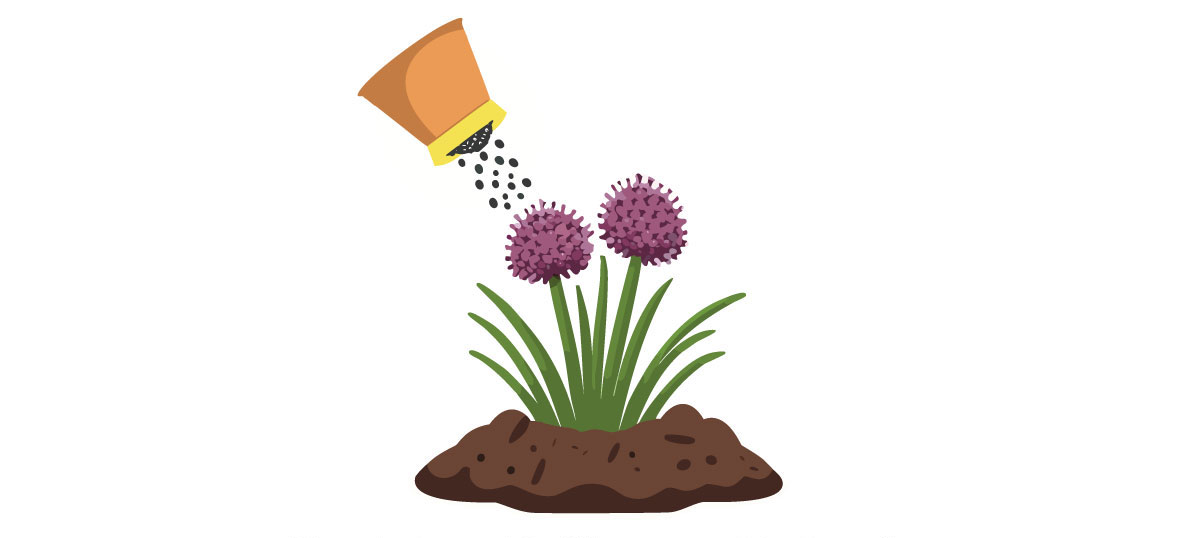 allium illustration allium illustration