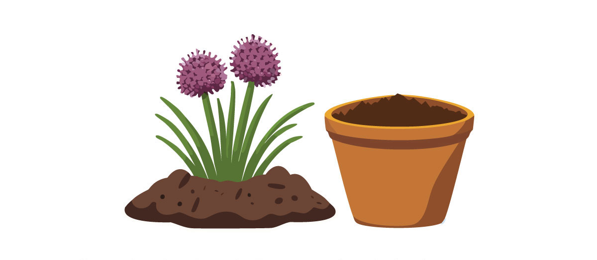 allium illustration allium illustration