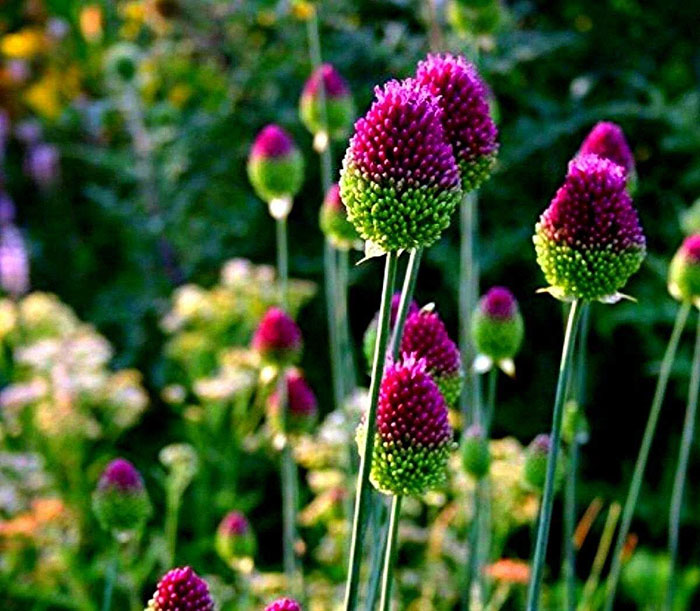 Multiple purple allium flowers Multiple purple allium flowers