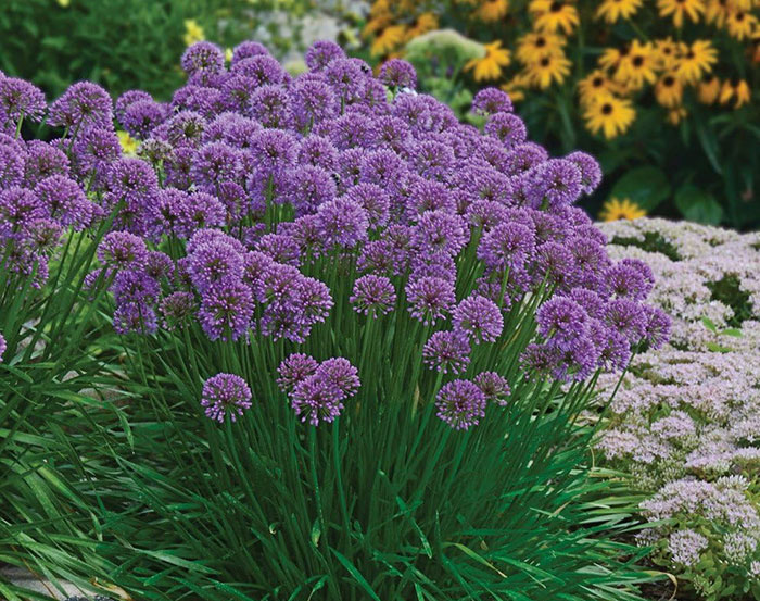 Purple allium flower bush Purple allium flower bush