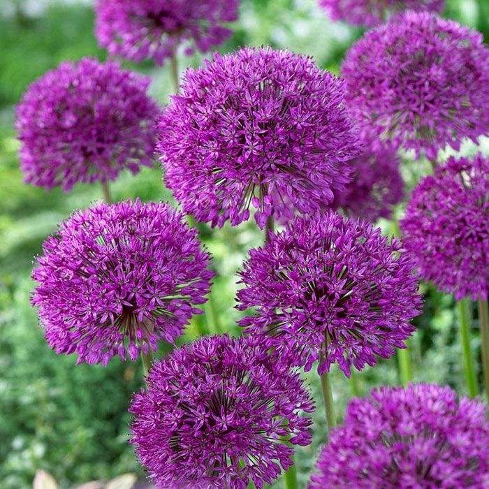 Big purple allium blossoms Big purple allium blossoms