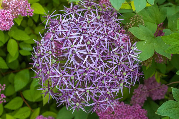 Light purple allium blossoms Light purple allium blossoms