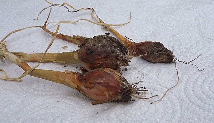 Three Allium Bulbs rotten on a piece of paper Three Allium Bulbs rotten on a piece of paper
