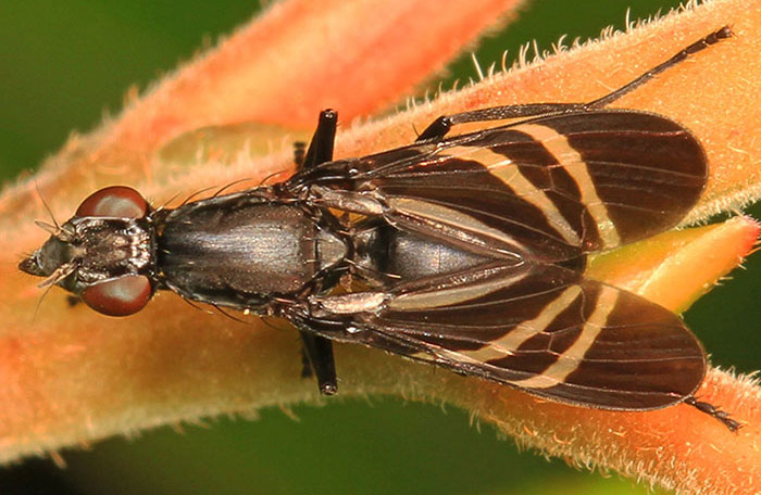 Close-up picture of the black onion fly Close-up picture of the black onion fly