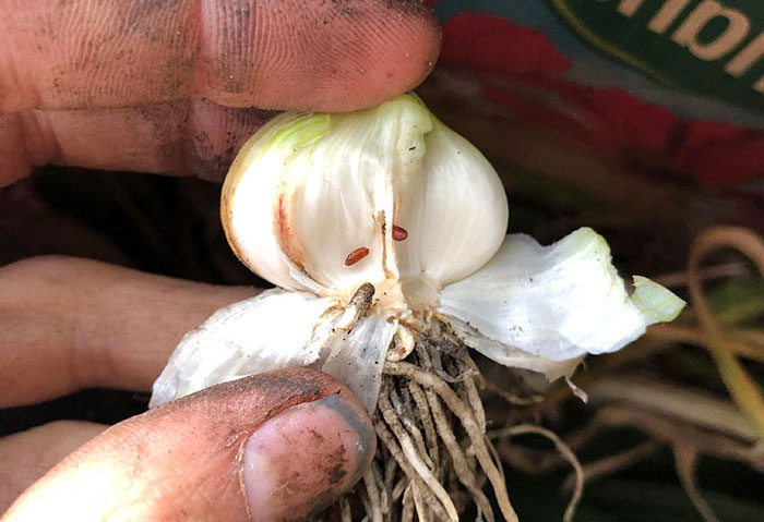 Person showing Allium Leaf Miner Person showing Allium Leaf Miner