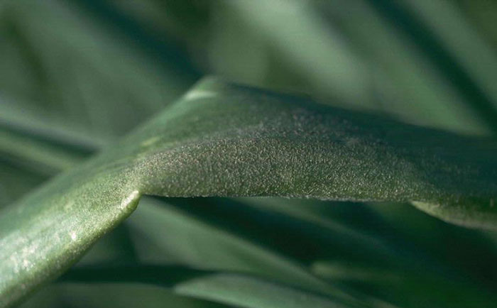 Leave with grey patches on it Leave with grey patches on it