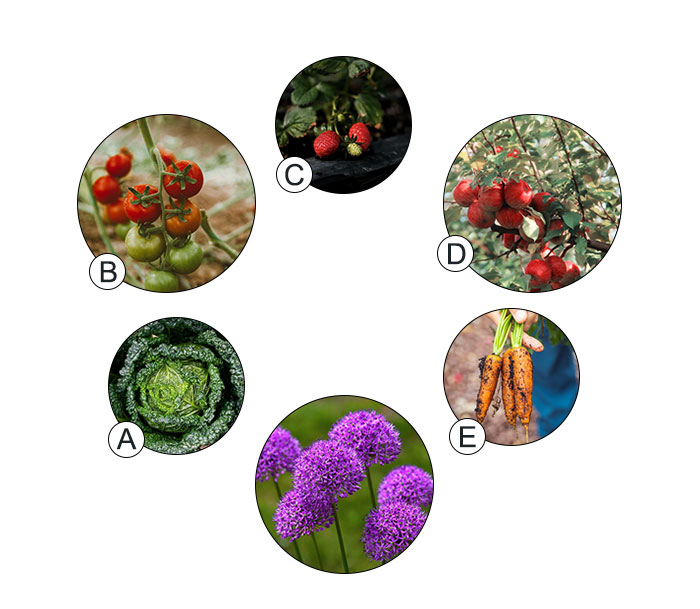 Gardening Plan illustration Gardening Plan illustration