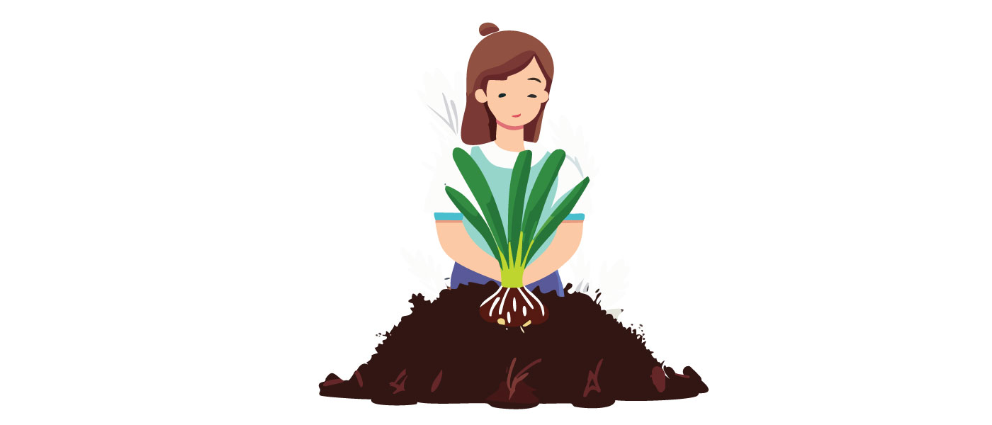 allium illustration allium illustration