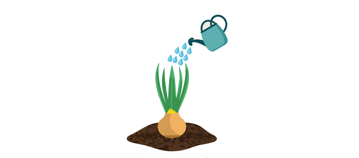 allium illustration allium illustration