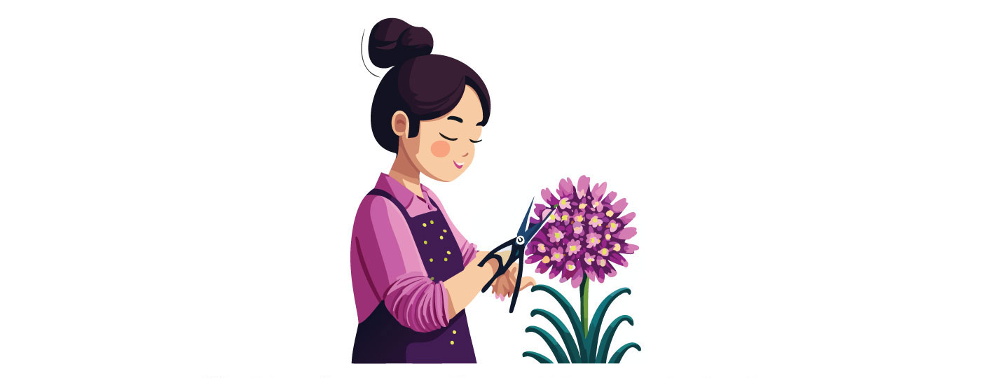 allium illustration allium illustration