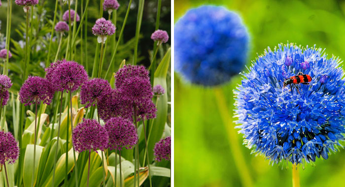 Allium: A Gardener’s Guide To Growing Different Varieties