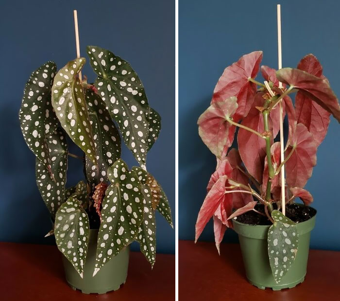 What My Neighbors See vs. What I See. At Least I Have That One Leaf To Look At