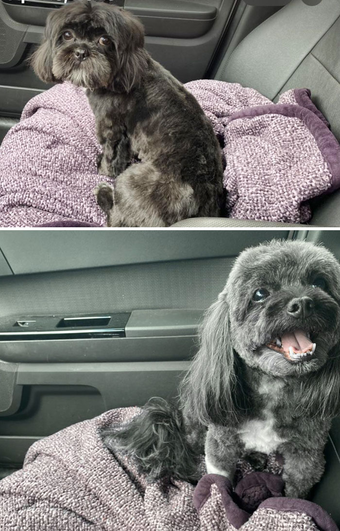 Dog Groomers Gave Me The Wrong Dog