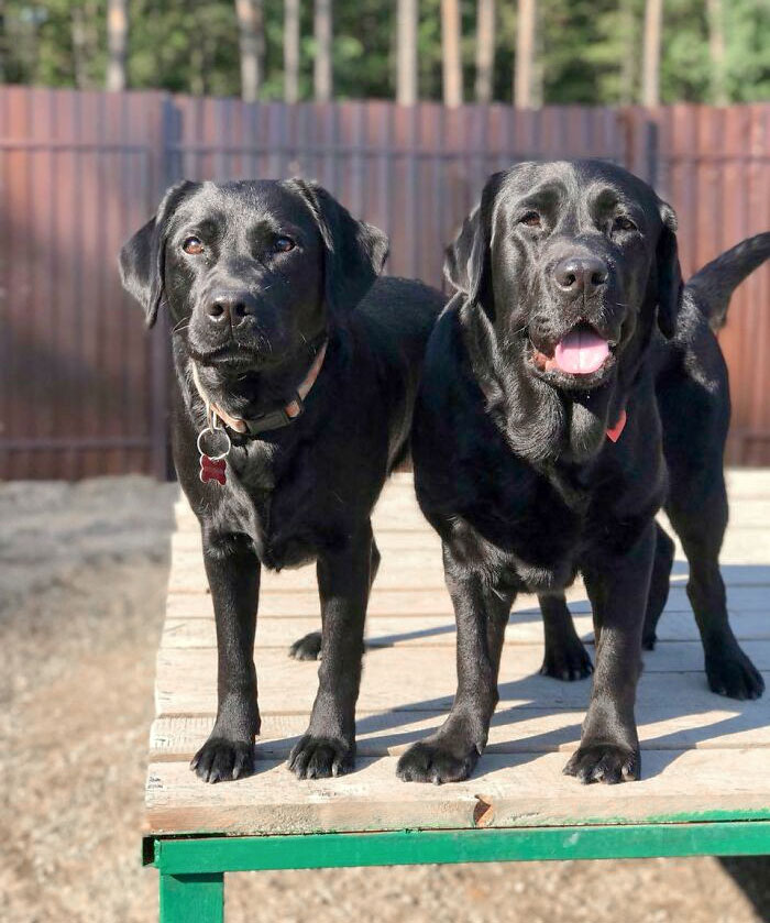 2 Different Labs From 2 Different Clubs. Which One Looks More Legitimate?