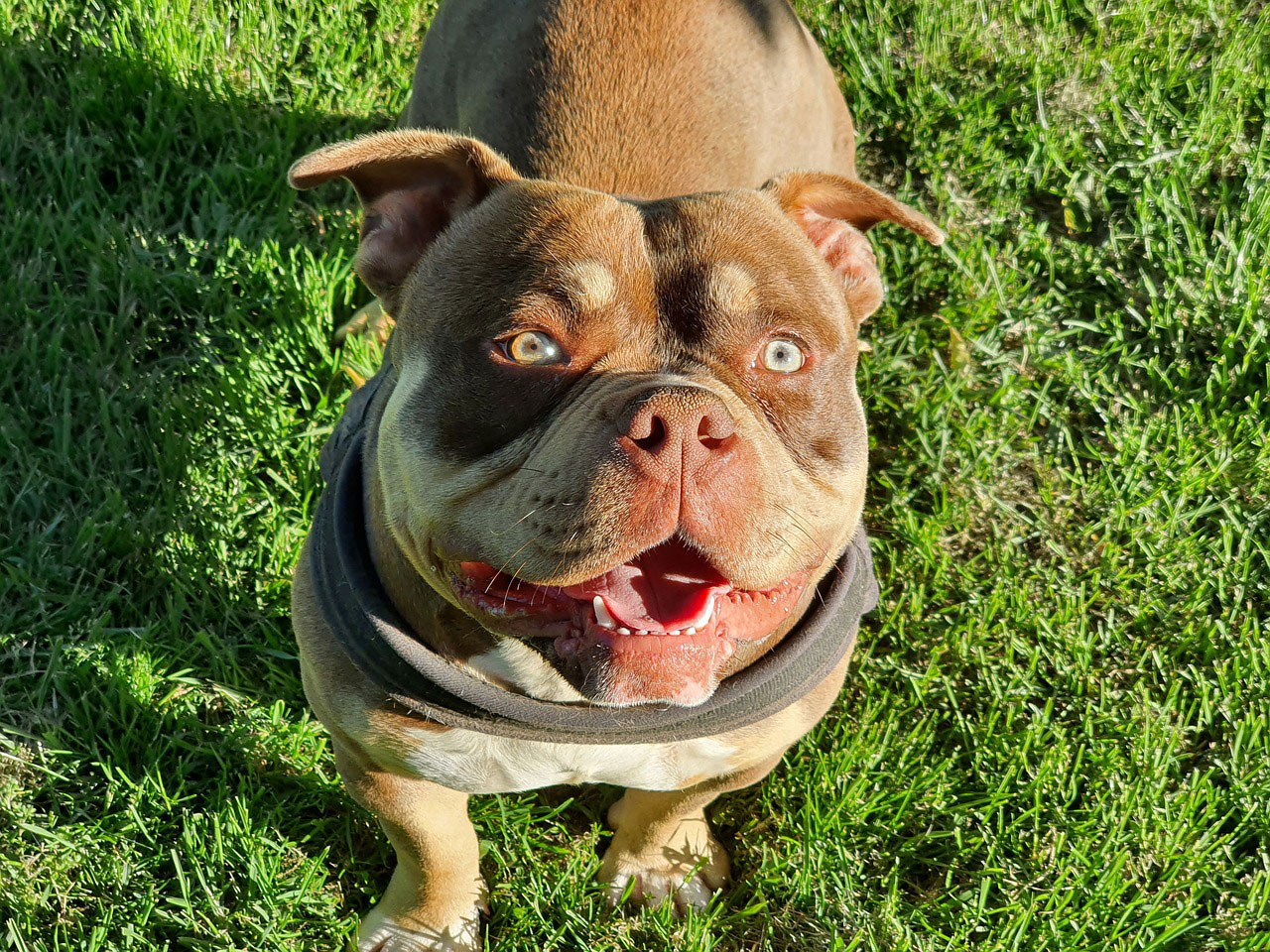 American Bully dog with a joyful expression standing on grass in bright sunlight.