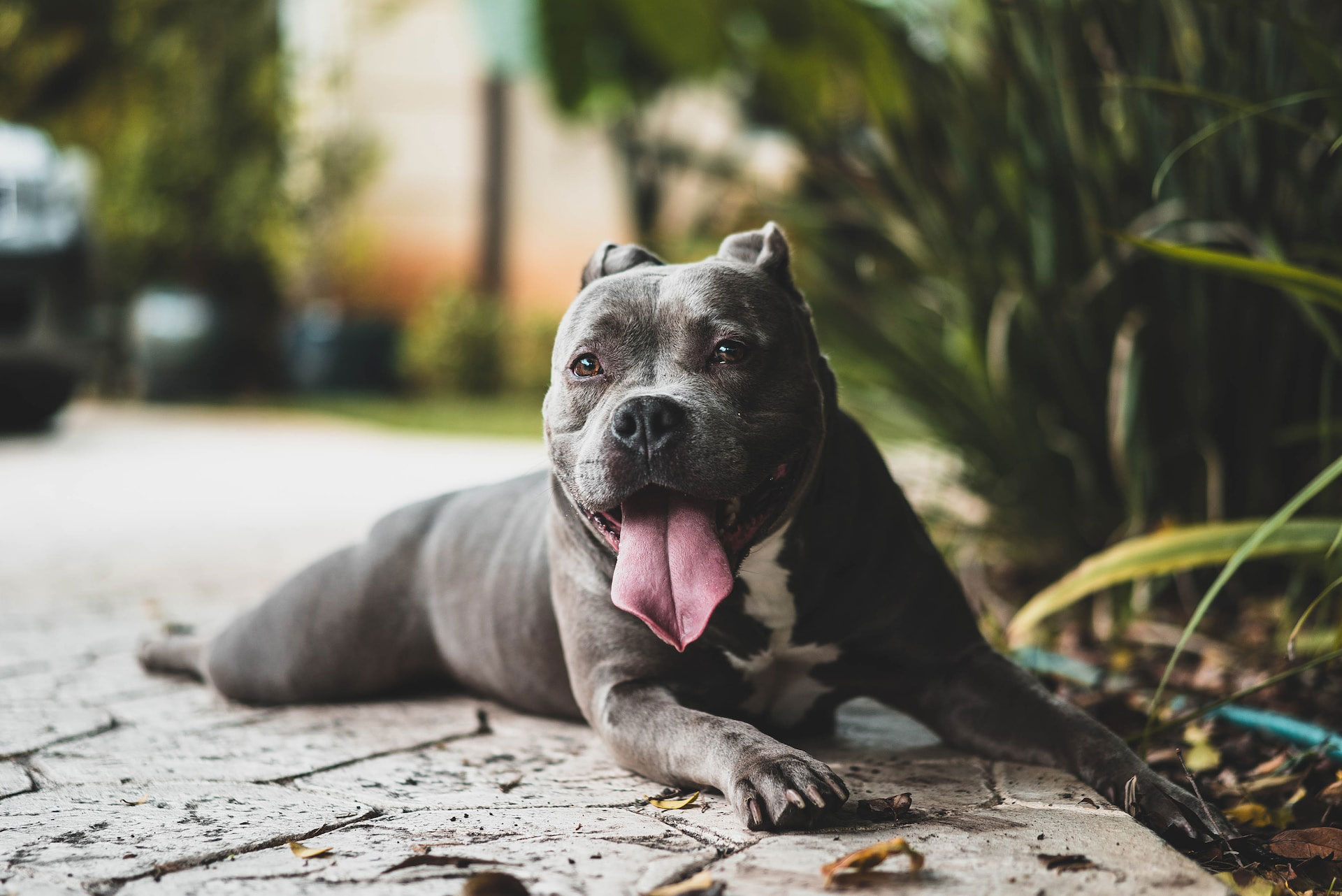 Gray American Bully dog relaxing on a stone pathway, tongue out, with greenery in the background.