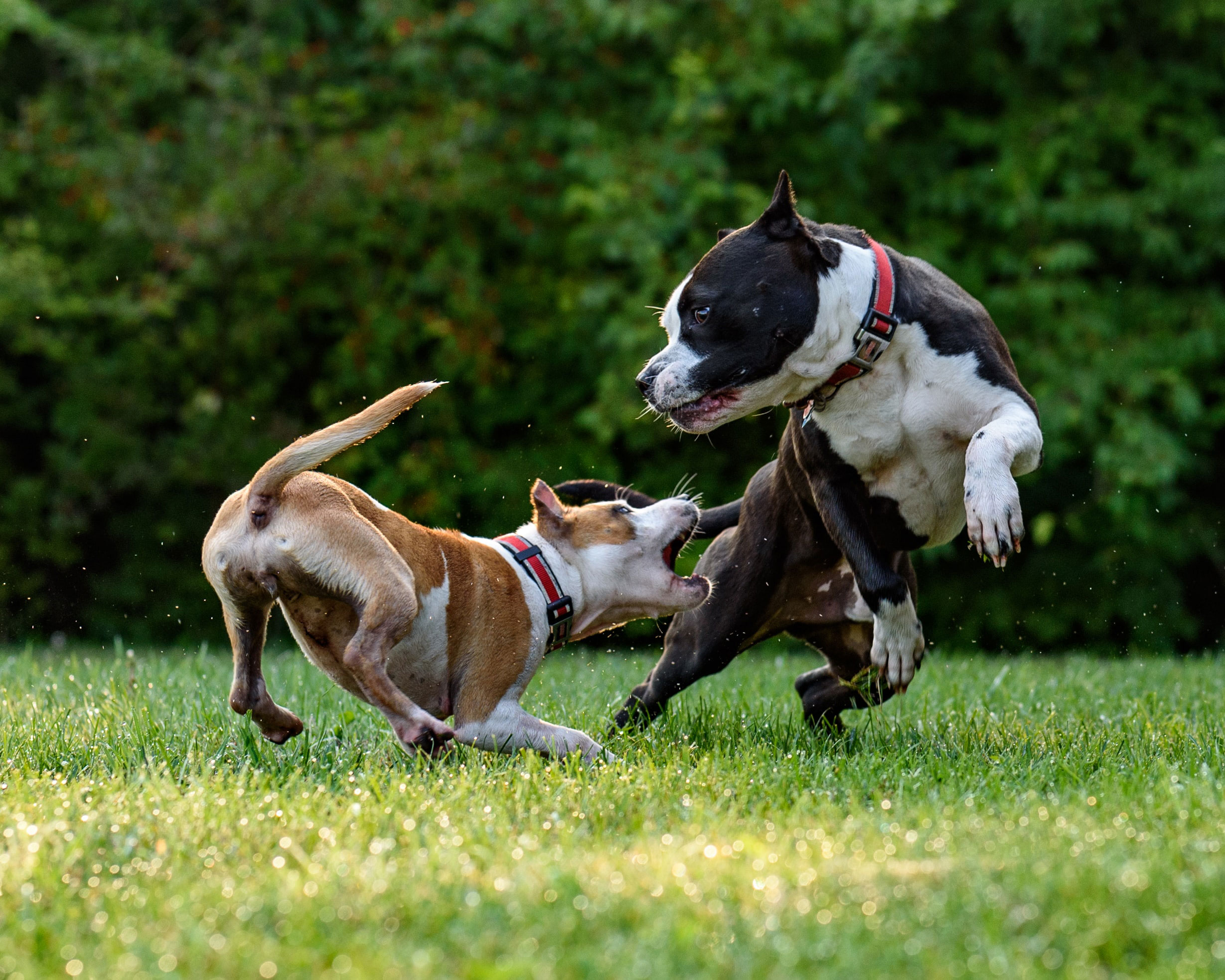 Two American Bully dogs playing energetically on a grassy field.